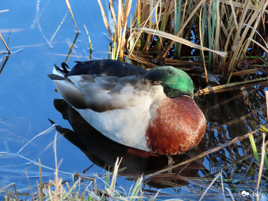 Pihenek, de figyelek!