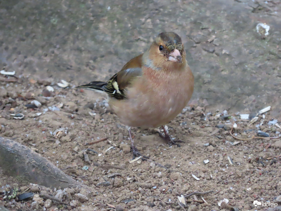 Ma én takarítok az etető alatt!