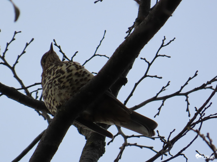 Léprigó a magasban
