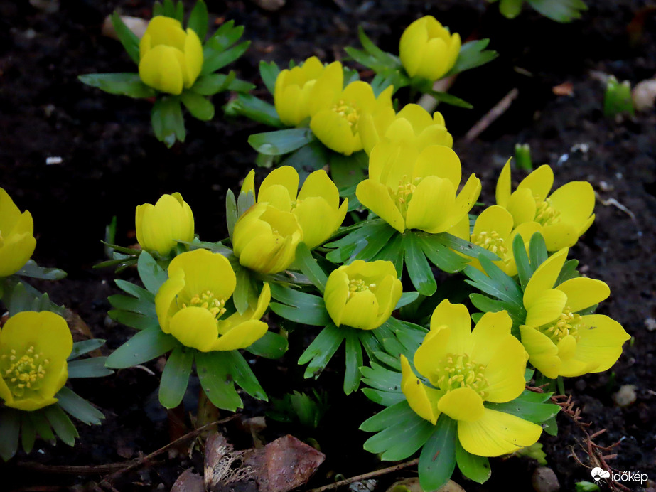 Kinyílt a Téltemető