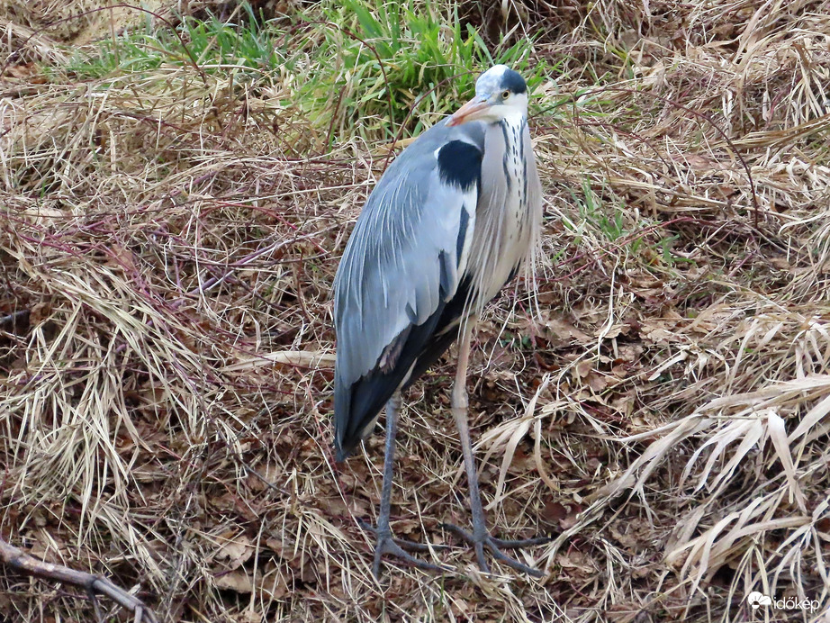 A kutyások megzavarták a pihenőmet!