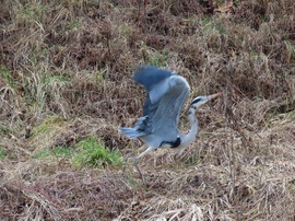 Menekülőre fogtam!