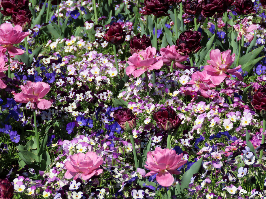 Virágözön a Fő téren