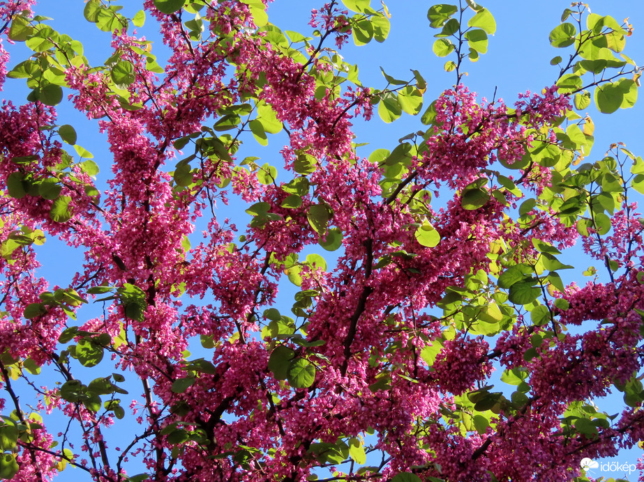 Júdásfa a fényben