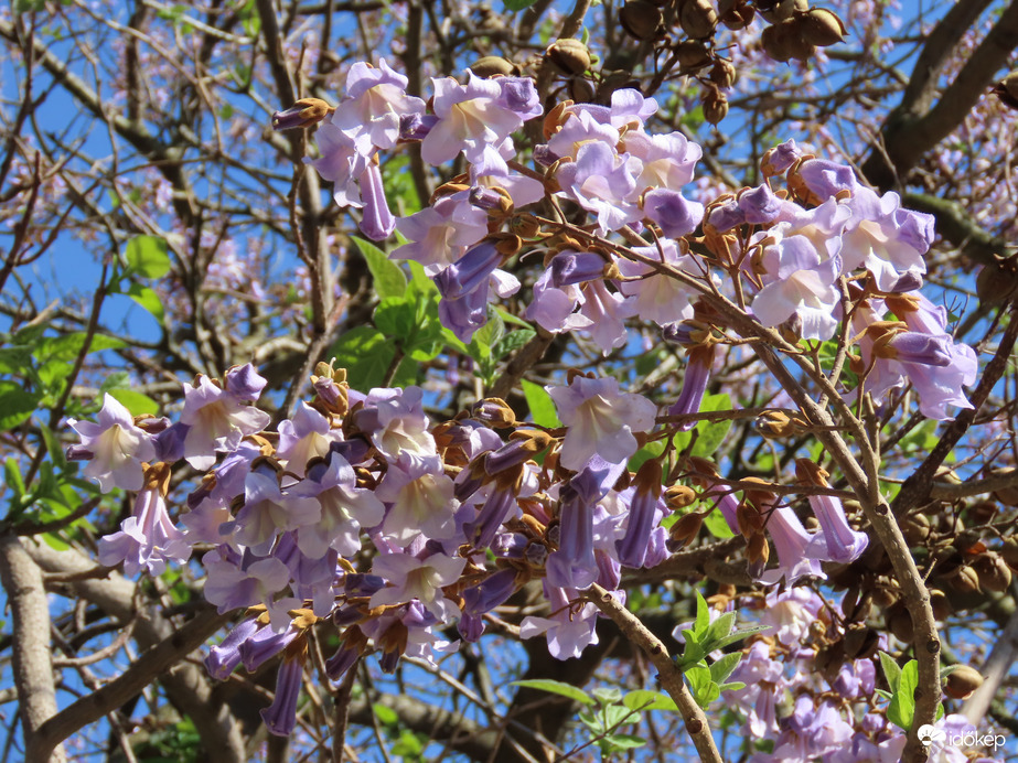 Virágba borult a Császárfa