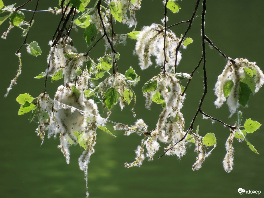Tó fölé hajló nyárfaág