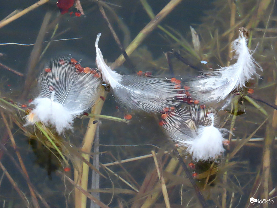 Tollak a víz felszínén