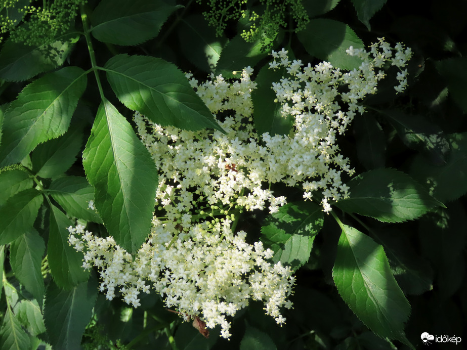 A Bodza is virágzik