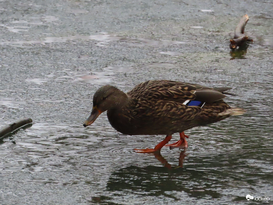 Nézd! A vízen járok!