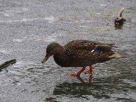 Nézd! A vízen járok!
