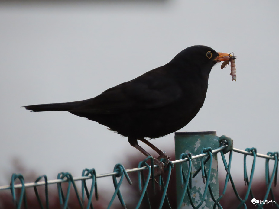 Korán éhesek a gyerekek!