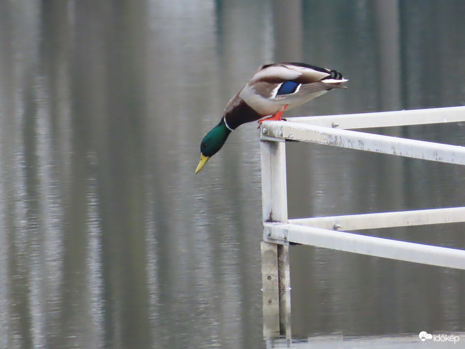 Ugráshoz felkészülni!