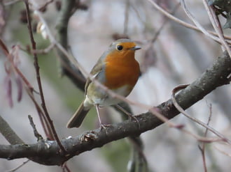 Óriási madárforgalom a Csónakázó-tó szigetén: Vörösbegy