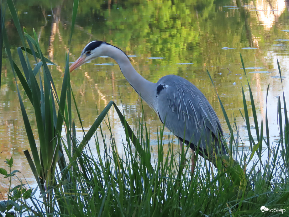 Most ne zavarj! Figyelek!