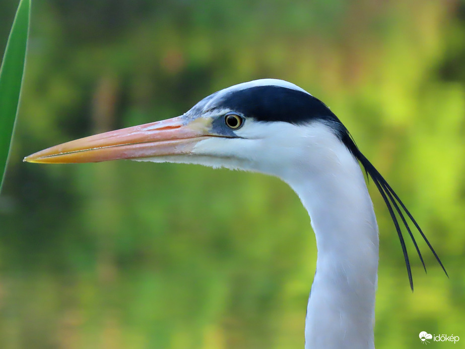 Kérek egy közelit is!