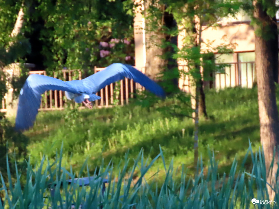 Megúntam! Elrepülök!