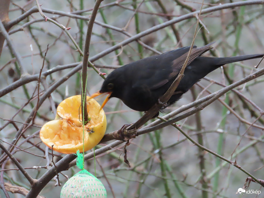 Óriási madárforgalom a Csónakázó-tó szigetén: Fekete rigó