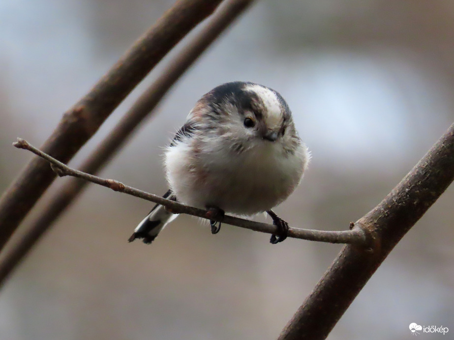 Óriási madárforgalom a Csónakázó-tó szigetén: Őszapó