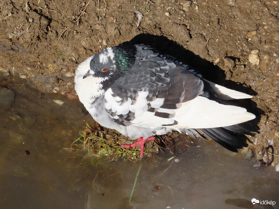 Napozó galamb fürdés után