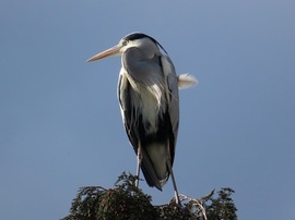 Szélirányjelző tollak