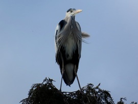 Terpeszben könnyebb megállni!