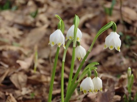 Ébred a természet a Kámoni Arborétumban