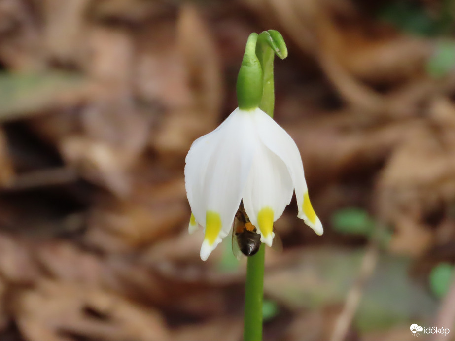 Ébred a természet a Kámoni Arborétumban