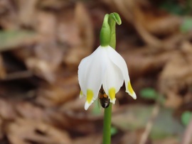 Ébred a természet a Kámoni Arborétumban
