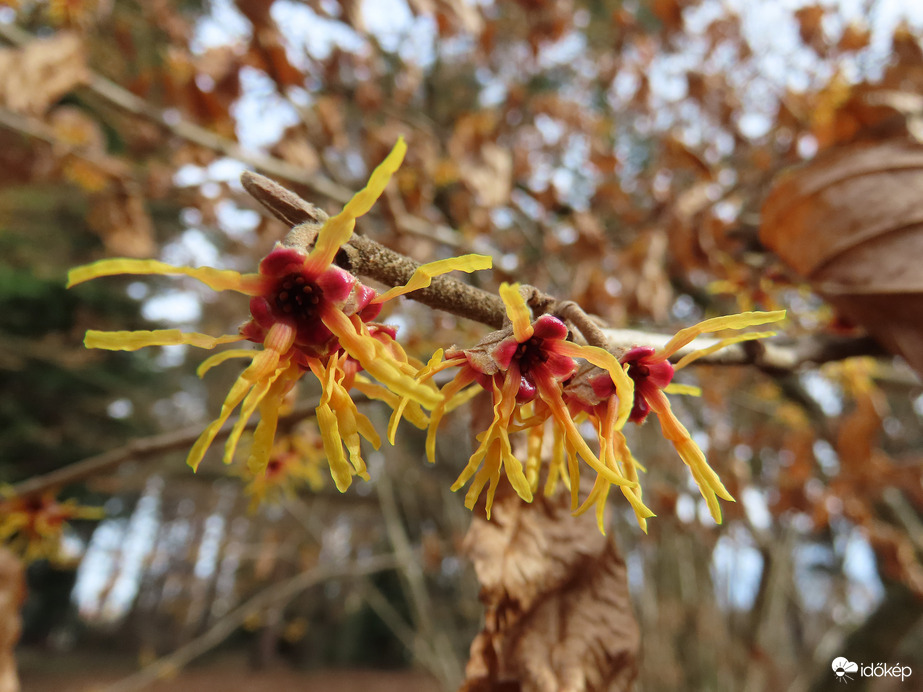 Ébred a természet a Kámoni Arborétumban