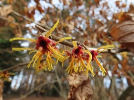 Ébred a természet a Kámoni Arborétumban
