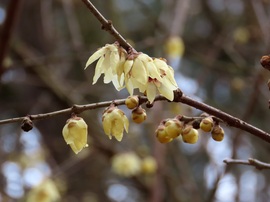 Ébred a természet a Kámoni Arborétumban