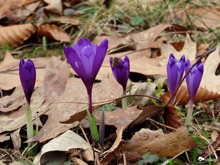 Ébred a természet a Kámoni Arborétumban