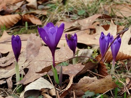 Ébred a természet a Kámoni Arborétumban