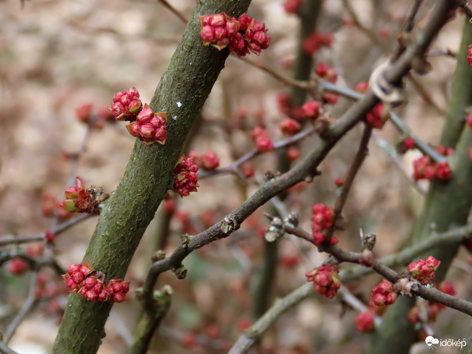 Ébred a természet a Kámoni Arborétumban