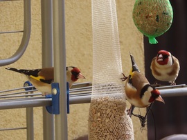 Inkább együnk és ne veszekedjünk!