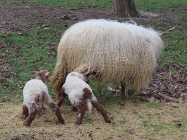 Hogy lehet ide bejutni?