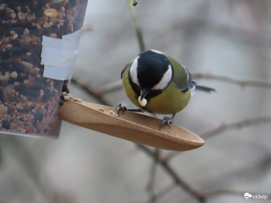 ...de a mogyorót is!