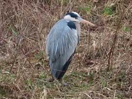 Megint behúzott nyakkal ülök!