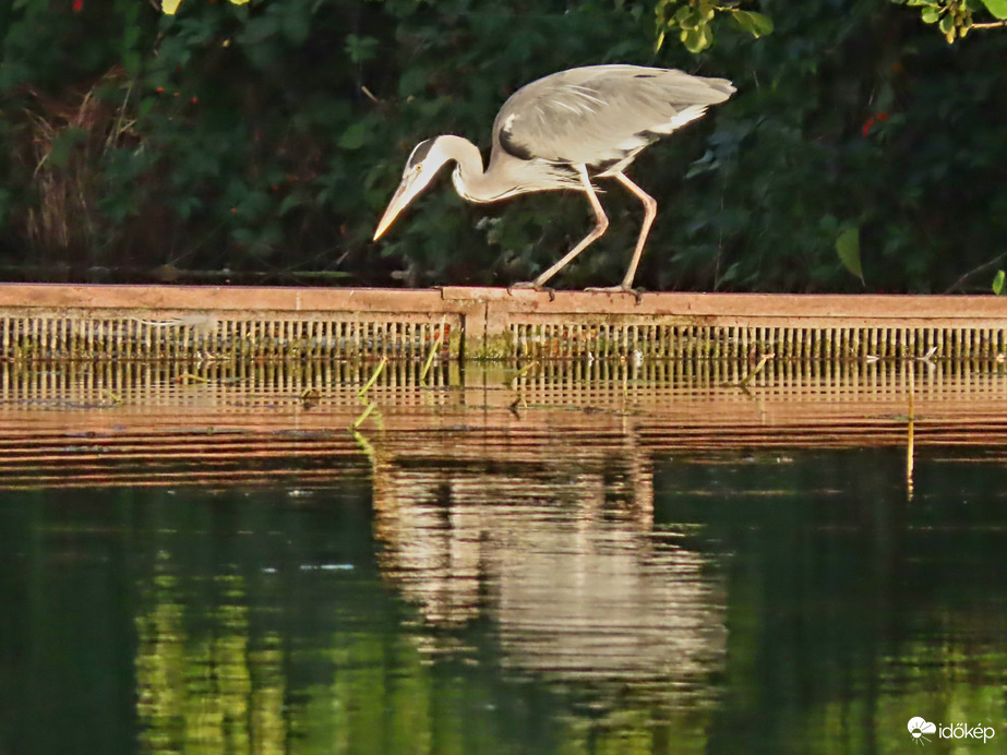 Türelem halat terem