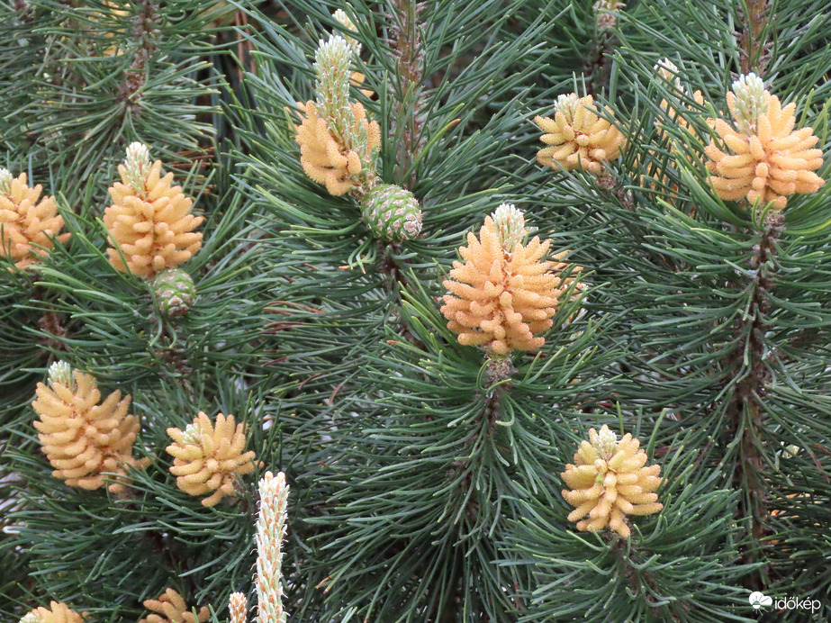 Megújuló Törpefenyő