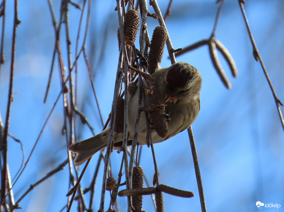 A Zsezse is uzsonnázik