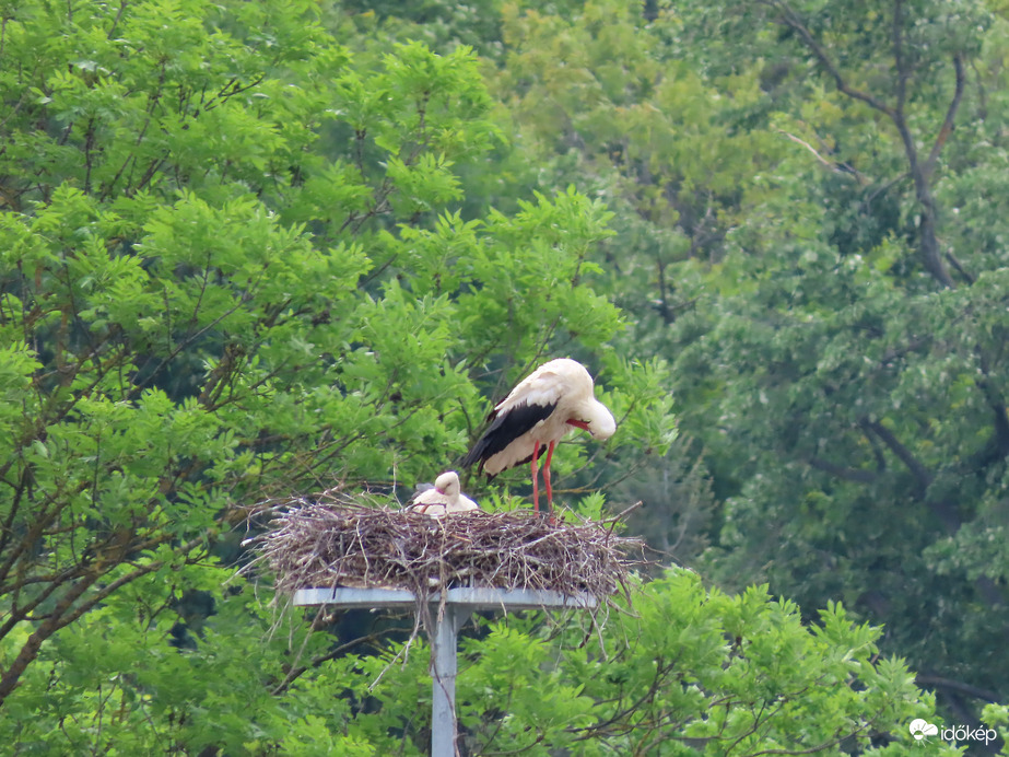 Gólyafészek a távolban