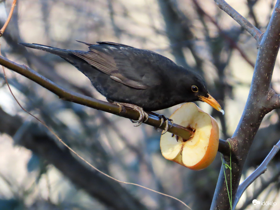 A rigó kedvence az alma