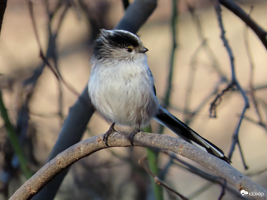 Őszapó szélfútta frizurával