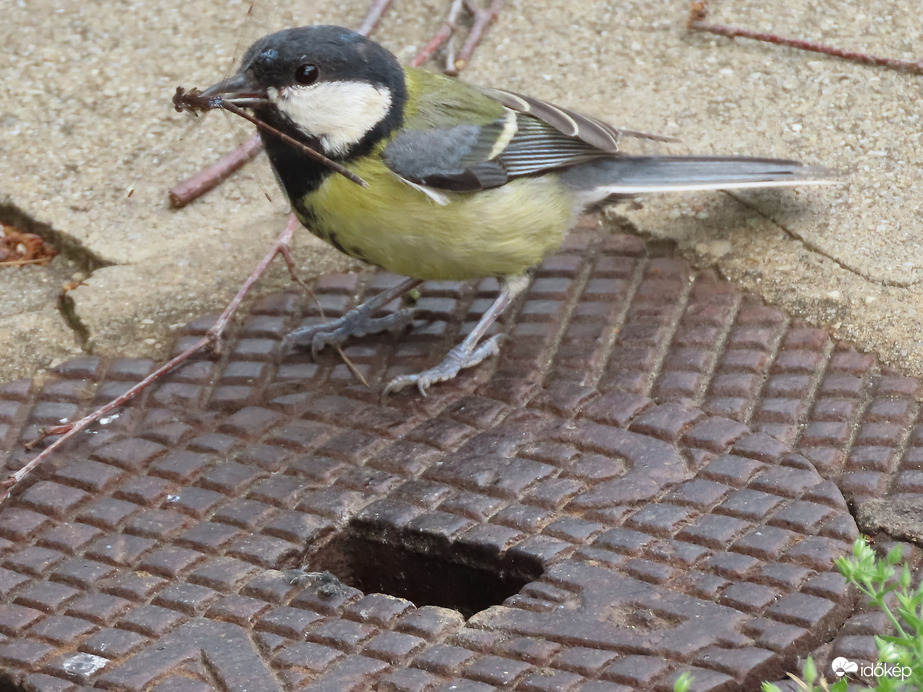 Legyen változatosabb!