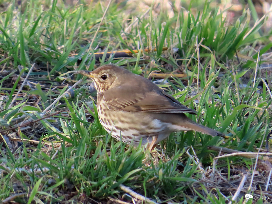 Uzsonnát keresgélő Énekes rigó