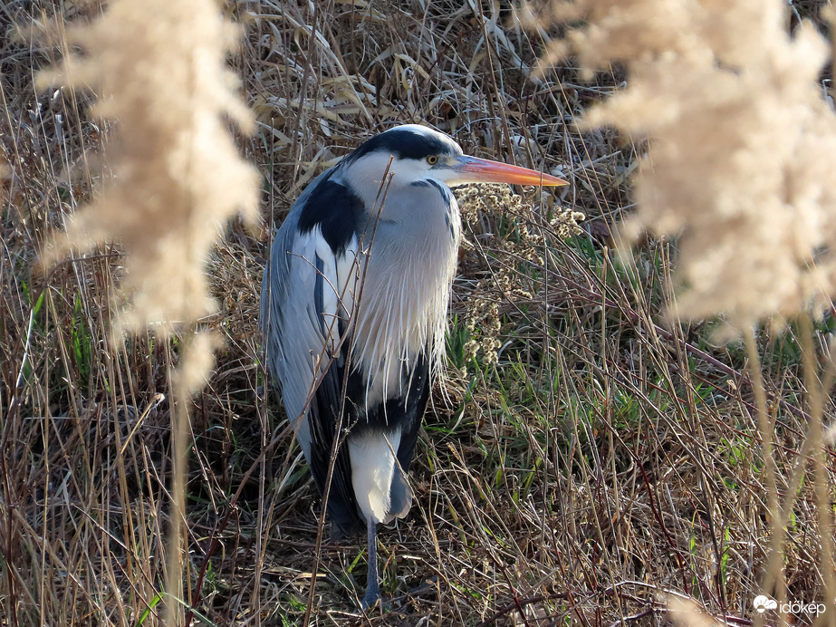 Ma napoztatom a pocakomat!