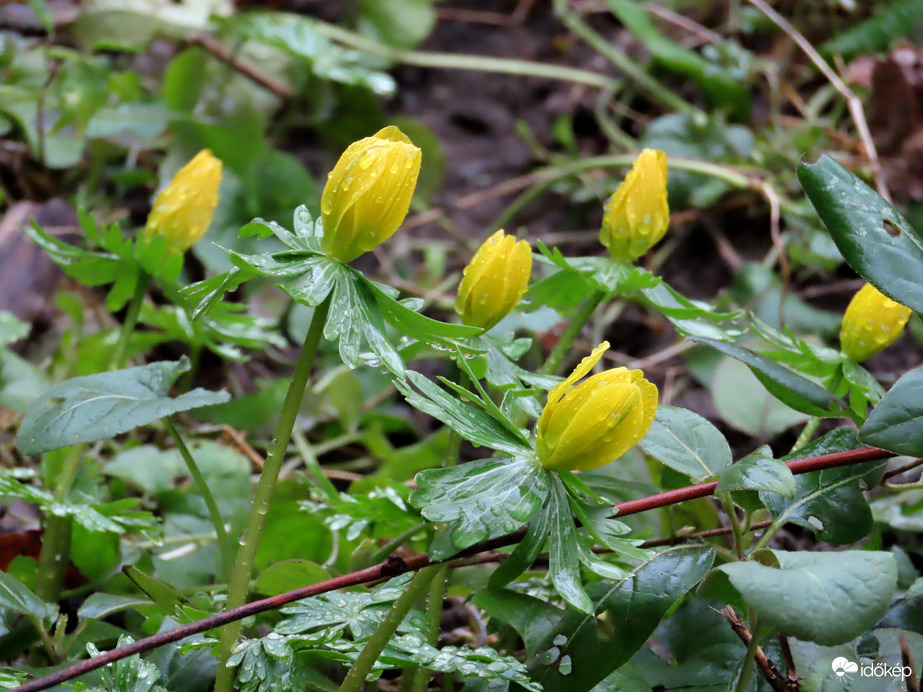 Téltemető eső után