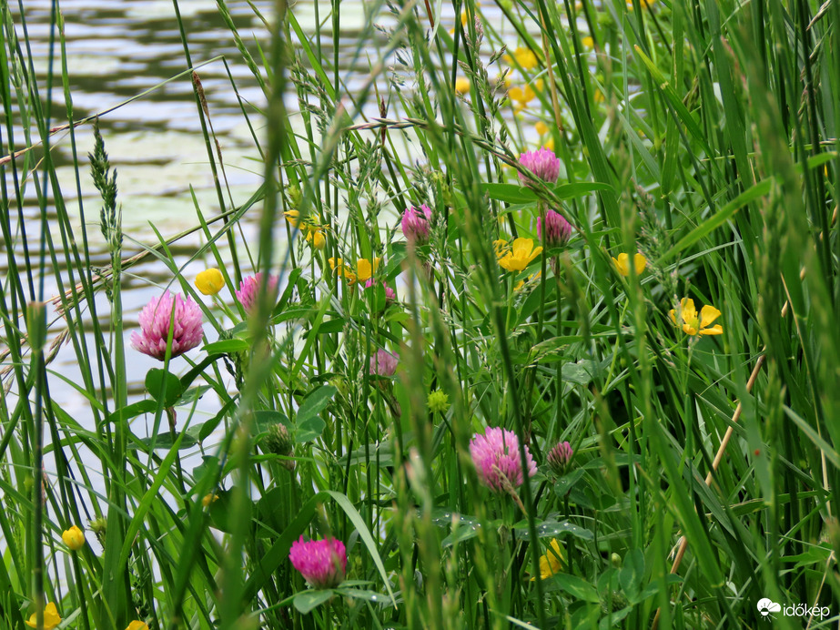 Vadvirágok a tóparton