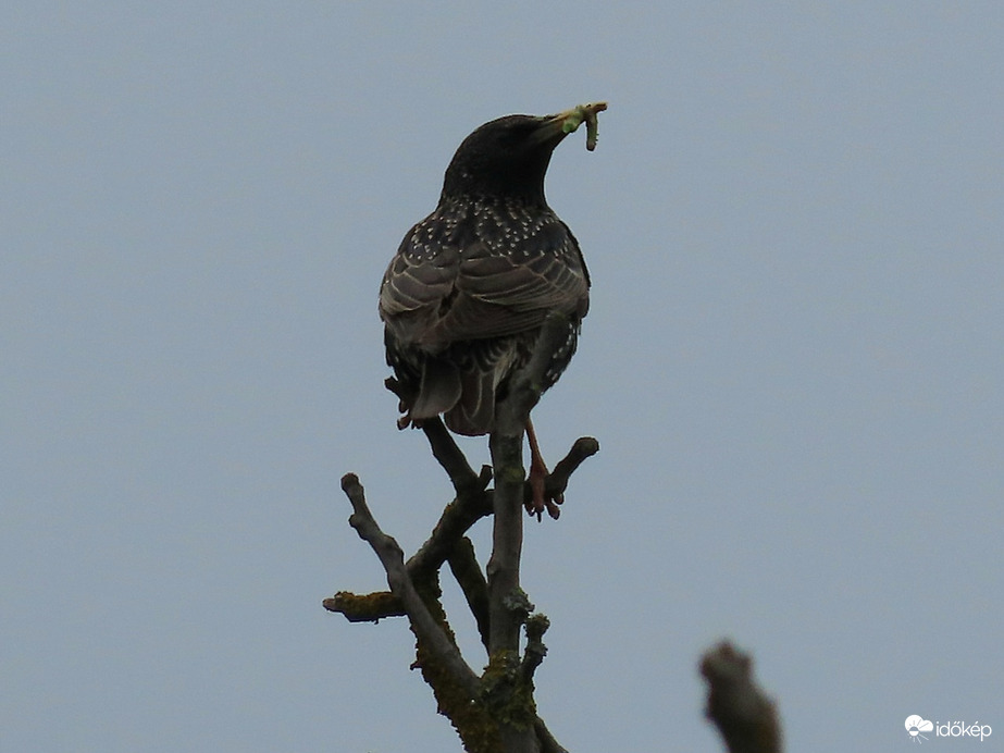 Viszem a fiókáknak!